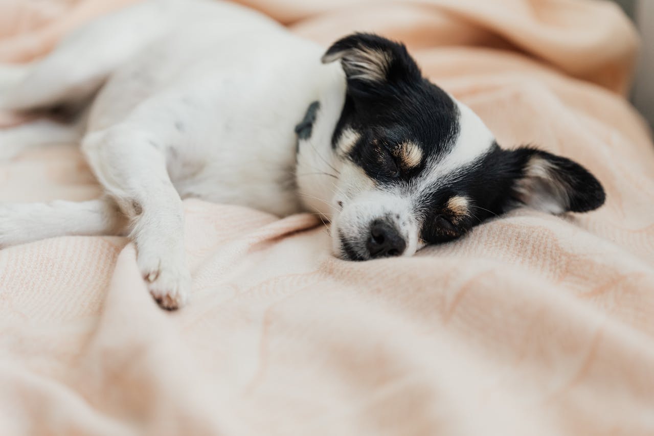 Is mijn hond allergisch voor zijn mand of bed?