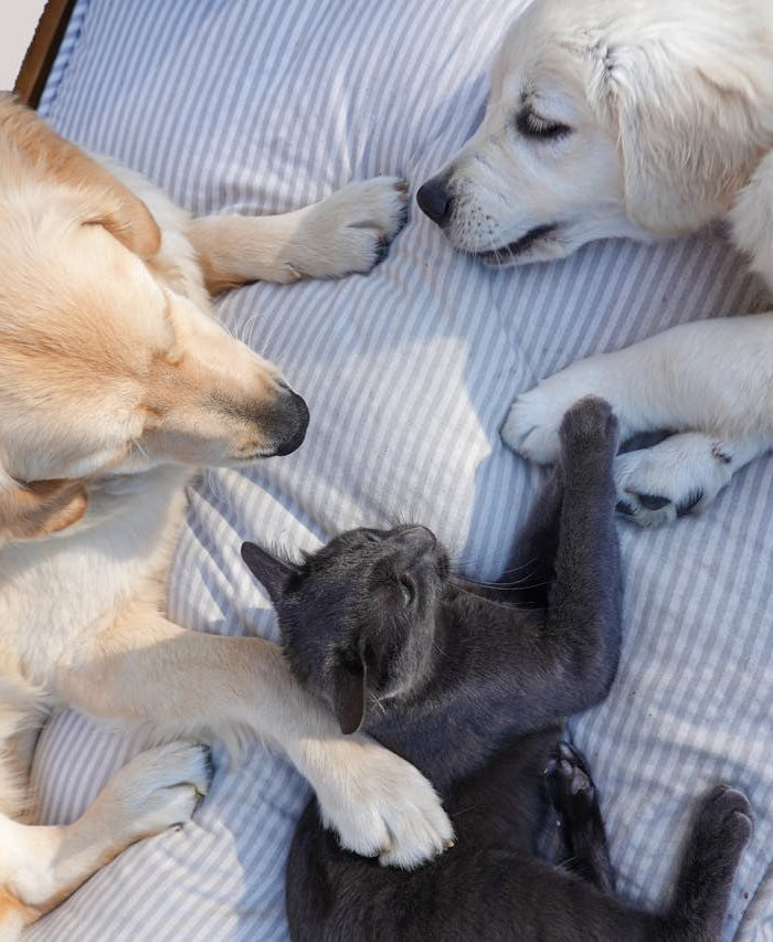 <h1>De leukste dierenblog van Nederland</h1>