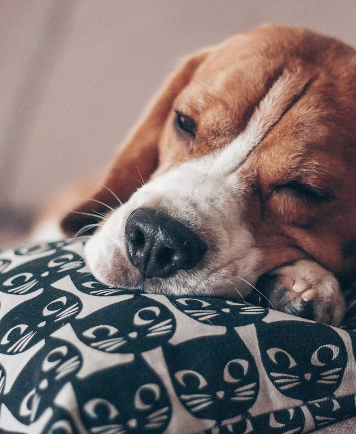 <h1>Over blijebeestenshop.nl</h1>